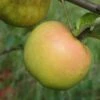 Roxbury Russet Apple -Selected Garden & Outdoor Stores a628 roxbury russet 1