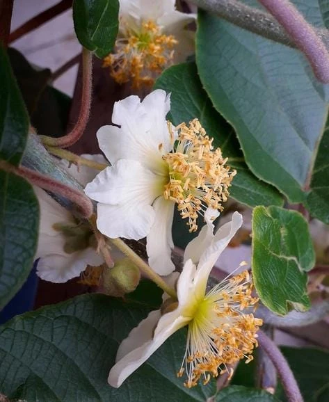 Male Fuzzy Kiwi 3 Male Fuzzy Kiwi