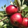 Unbeatable Urban Apple Bundle (3 Trees) -Selected Garden & Outdoor Stores akane 95979
