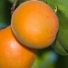 Chinese Sweet Pit Apricot -Selected Garden & Outdoor Stores apricots c476 chinese sweet pit