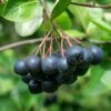 McKenzie Aronia -Selected Garden & Outdoor Stores aronia 4 1 4d2cca65 c295 4edb 8eaa 6461b27e22b4