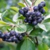 Raintree Select Aronia -Selected Garden & Outdoor Stores aroure