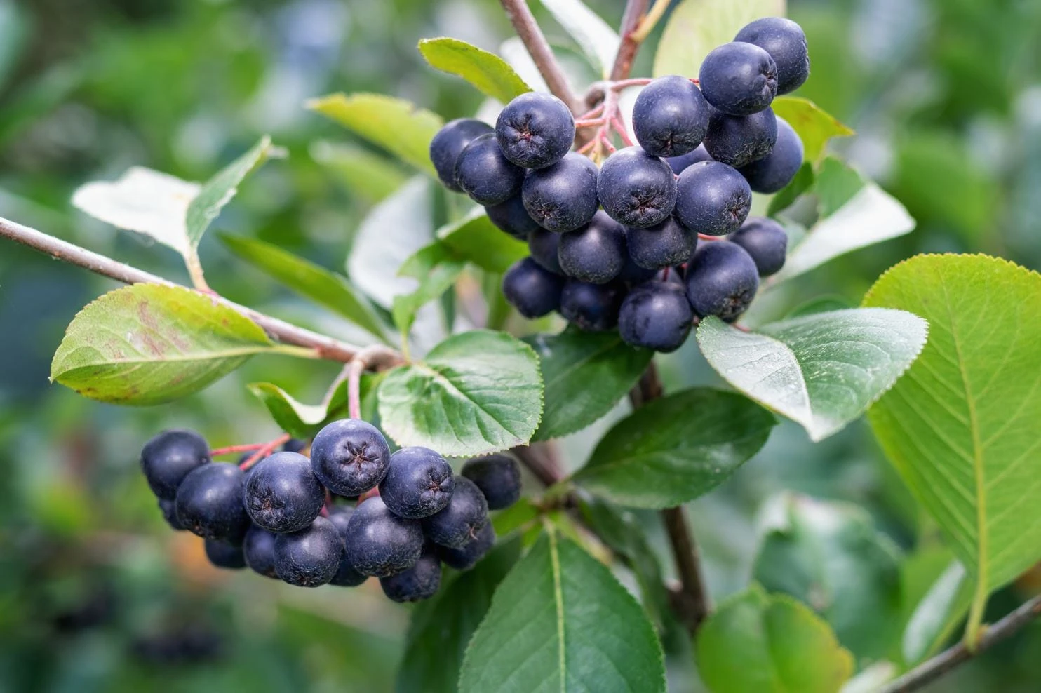 Raintree Select Aronia 3 Raintree Select Aronia