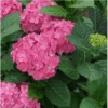 Let's Dance ¡Arriba!® Reblooming Hydrangea -Selected Garden & Outdoor Stores arriba2