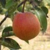Ooharabeni Asian Pear -Selected Garden & Outdoor Stores asian pears b573 ooharabenni 1 1