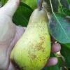 Atlantic Queen European Pear 2 Atlantic Queen European Pear -Selected Garden & Outdoor Stores atlantic queen pear 2