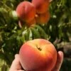 Avalon Pride Peach 1 Avalon Pride Peach -Selected Garden & Outdoor Stores avalon pride peach