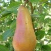 Abbe Fetel European Pear -Selected Garden & Outdoor Stores b025 abbe fetel 1