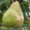 Comice European Pear 2 Comice European Pear -Selected Garden & Outdoor Stores b080 comice 1