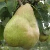 European Winter Pear Bundle No. 1 -Selected Garden & Outdoor Stores b080 comice 1 1200x1375 b6523b5f cb29 4568 b323 ba39c75911ff