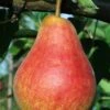 Ubileen European Pear 2 Ubileen European Pear -Selected Garden & Outdoor Stores b260 ubileen pear 3 1