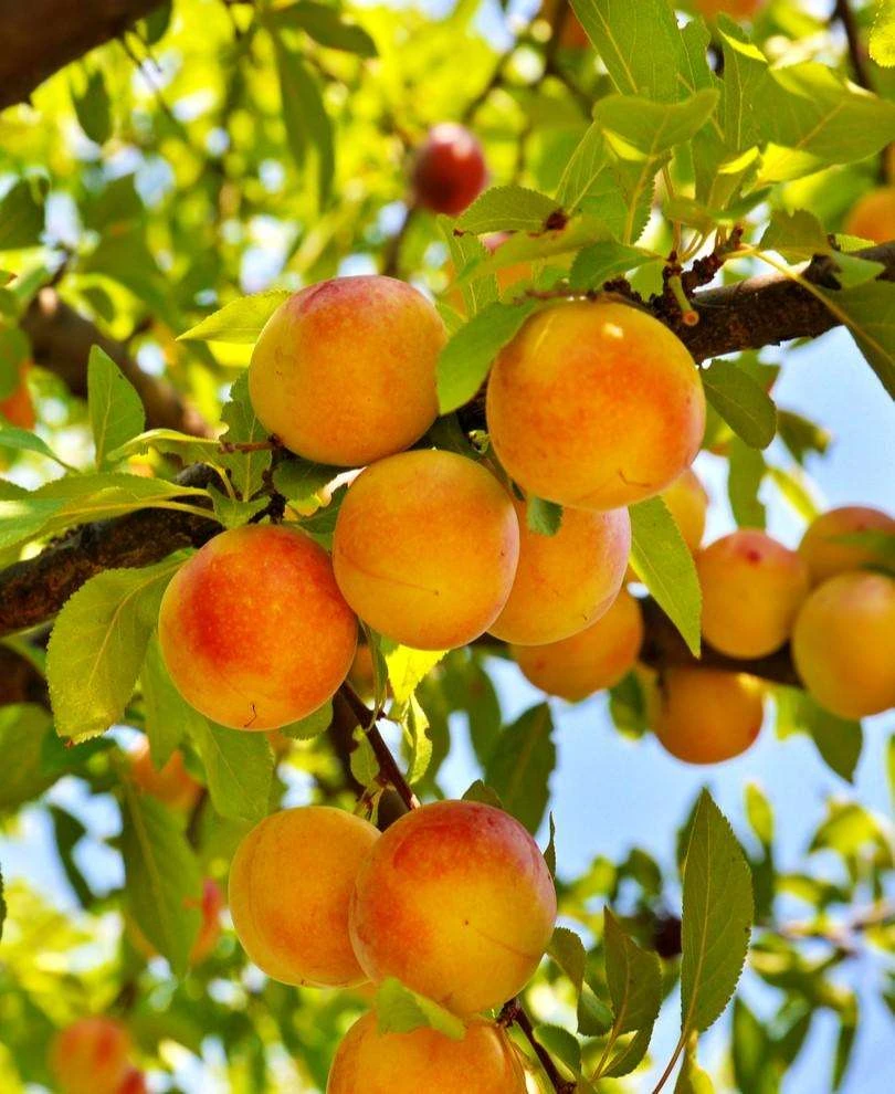 Baby Crawford Peach 3 Baby Crawford Peach