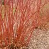 Baileyi Red Twig Dogwood -Selected Garden & Outdoor Stores bailey red twig dogwood bare branches 600x600 1