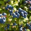 Big Blueberry Bundle No.2 -Selected Garden & Outdoor Stores bbbs2