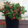 Berry Cascade ™ Wintergreen -Selected Garden & Outdoor Stores berrycas w logojpeg 1