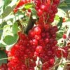 Rovada Red Currant -Selected Garden & Outdoor Stores best rovada red currant 1