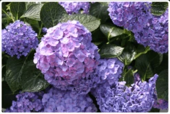 Let's Dance® Blue Jangles® Reblooming Hydrangea -Selected Garden & Outdoor Stores bjangle