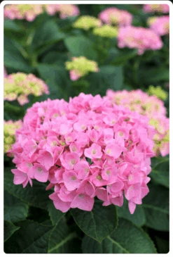 Let's Dance® Blue Jangles® Reblooming Hydrangea -Selected Garden & Outdoor Stores bjangle2