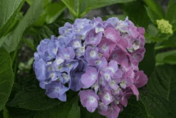 New Release -Selected Garden & Outdoor Stores bjangle3