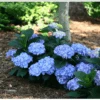 Let's Dance® Blue Jangles® Reblooming Hydrangea -Selected Garden & Outdoor Stores bjangle4