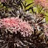 Black Lace® Elderberry -Selected Garden & Outdoor Stores black lace elderberry 1