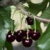Black Tartarian Cherry -Selected Garden & Outdoor Stores black tartarian 600x635 1