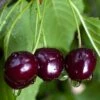 Black Gold Cherry -Selected Garden & Outdoor Stores black gold cherry
