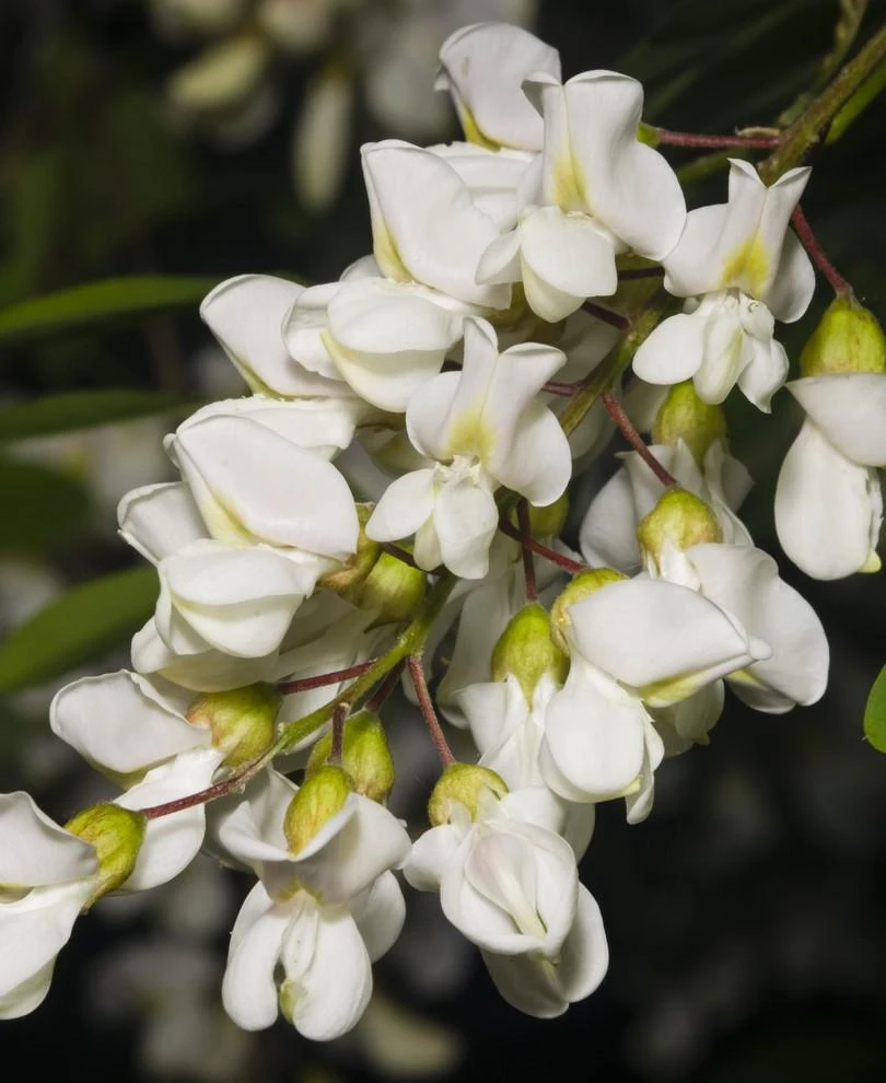 Black Locust Seedling 3 Black Locust Seedling