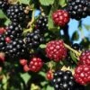 Arapaho Thornless Blackberry -Selected Garden & Outdoor Stores blackberry