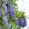 Alpha Blue Moon Wisteria 2 Alpha Blue Moon Wisteria -Selected Garden & Outdoor Stores bluemoon