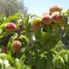 Bonanza Miniature Peach 1 Bonanza Miniature Peach -Selected Garden & Outdoor Stores bonanza