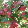 Releika Apple -Selected Garden & Outdoor Stores bushel of releika 1