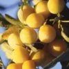 Mirabelle De Metz European Plum 1 Mirabelle De Metz European Plum -Selected Garden & Outdoor Stores c208r