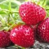 Quinault Strawberry -Selected Garden & Outdoor Stores c870x524 1