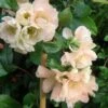 Cameo Flowering Quince -Selected Garden & Outdoor Stores cameo 1
