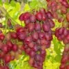 Canadice Seedless Grape -Selected Garden & Outdoor Stores canadice grape 1