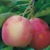Centennial Crabapple -Selected Garden & Outdoor Stores centennialapplefruit0101