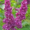 Charles Joly Lilac -Selected Garden & Outdoor Stores charles joly