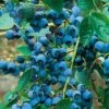 Alpha Chippewa Blueberry -Selected Garden & Outdoor Stores chippewa 1 1
