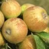 Medaille D'Or Cider Apple -Selected Garden & Outdoor Stores cider apple a435s medillin