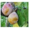 Coe's Golden Drop European Plum 1 Coe's Golden Drop European Plum -Selected Garden & Outdoor Stores coes g drop