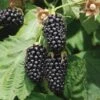 Columbia Star Thornless Blackberry 2 Columbia Star Thornless Blackberry -Selected Garden & Outdoor Stores columbia star 1