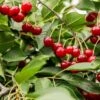 Combination Dwarf Cherry Tree (4 Varieties) 1 Combination Dwarf Cherry Tree (4 Varieties) -Selected Garden & Outdoor Stores combination cherry 1