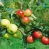 Combination Disease-Resistant Apple (3 Varieites) -Selected Garden & Outdoor Stores combo