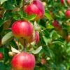 Combo Heritage Apple (4 Varieties) -Selected Garden & Outdoor Stores combo apple 1