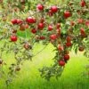 Combo Disease-Resistant Apple (5 Varieties) -Selected Garden & Outdoor Stores combo disease resistant apple 1 6b1186b1 0692 4465 97f6 868a552e26fe