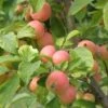 WSU Puget Spice Crabapple -Selected Garden & Outdoor Stores crabapple a725s puget spice 1