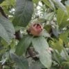 Marron™ Medlar -Selected Garden & Outdoor Stores d009