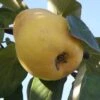 Ekmek Quince 1 Ekmek Quince -Selected Garden & Outdoor Stores d088 2