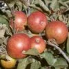 Dabinett Cider Apple -Selected Garden & Outdoor Stores dabinett apple